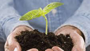 Person holding small plant in soil